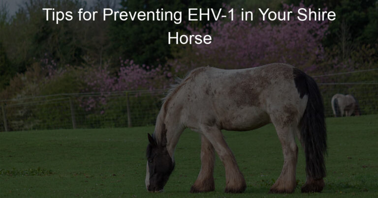 tips-for-preventing-ehv-1-in-your-shire-horse-horse-with-a-name